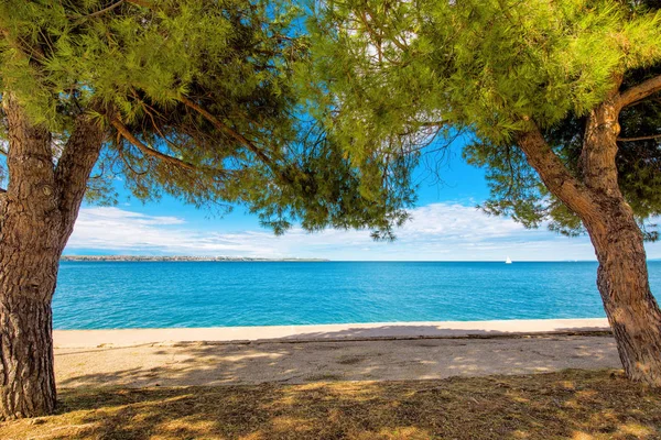 Groenblijvende bomen op de promenade aan zee — Stockfoto