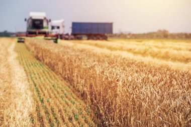 Olgun buğday hasat hasat makinesi birleştirmek