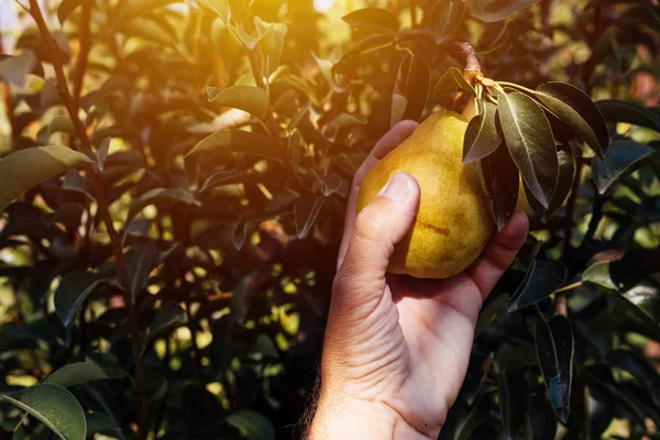 Agricultor examinando fruta de pera cultivada en jardín orgánico —  Fotos de Stock