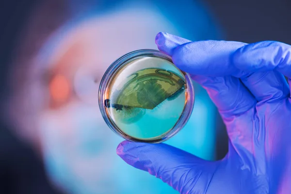 Wetenschapper analyseren petrischaal bacteriele kweken in laboratorium — Stockfoto