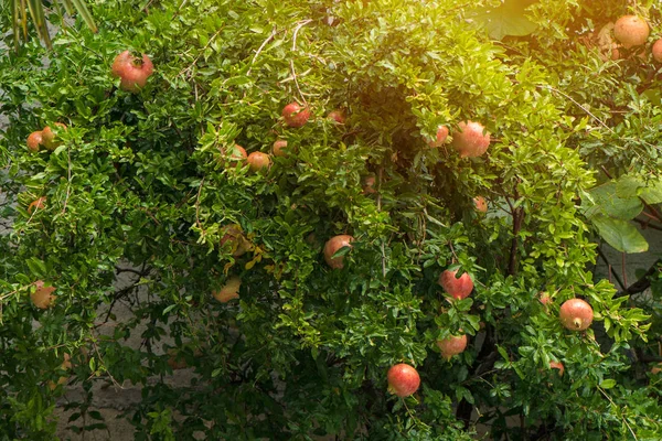 Granátové jablko stromu s zralých plodů — Stock fotografie