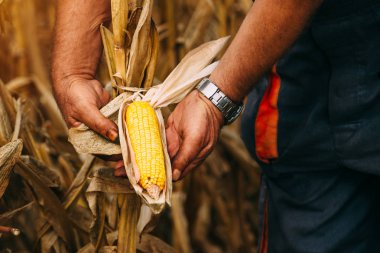 Mısır kulak cob üzerinde tutan çiftçi Ziraat Mühendisi