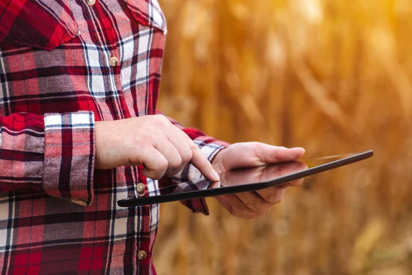 Agronom med surfplatta i sädesfält under skörden — Stockfoto