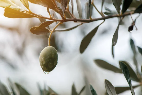 Mogen grön oliv frukt på gren i organiska orchard — Stockfoto