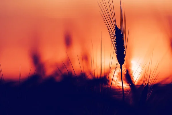 Silhouet van tarwe oren in de zonsondergang — Stockfoto