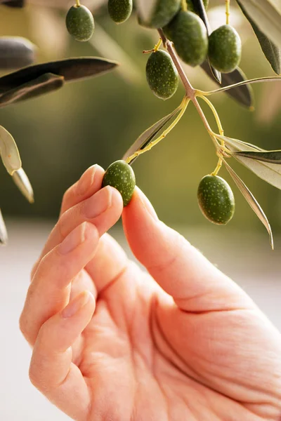 Olgun zeytin meyve toplama el — Stok fotoğraf