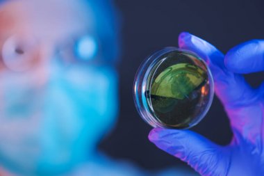 Petri kabına bakteriyel kültürlerde Laboratuvar analiz bilim adamı