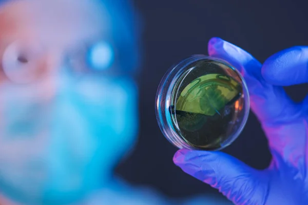 Scientist analyzing petri dish bacterial cultures in laboratory — Stock Photo, Image