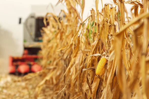 Harvesting corn crop field. Combine harvester working on plantat — Stock Photo, Image
