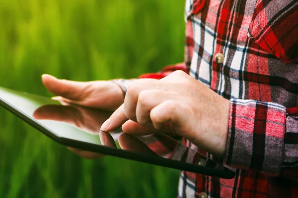 Agricultora usando tableta en campo de cultivo de centeno —  Fotos de Stock