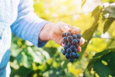 Kadın viticulturist üzüm üzüm bahçesinde hasat