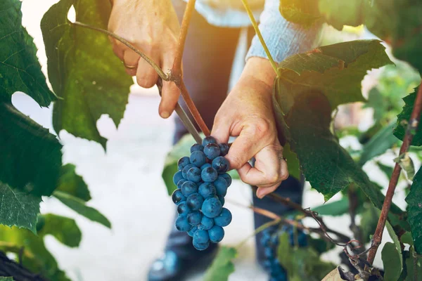 Kobiece viticulturist zbioru winogron winogrono podwórku — Zdjęcie stockowe