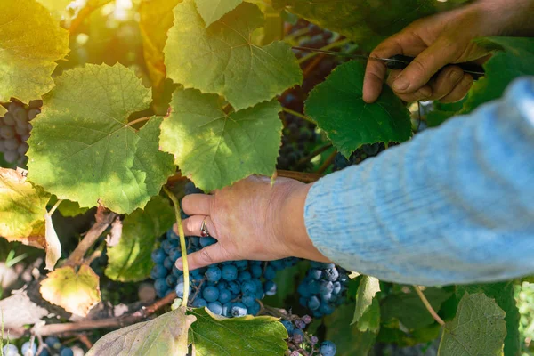 Kobiece viticulturist zbioru winogron winogrono podwórku — Zdjęcie stockowe
