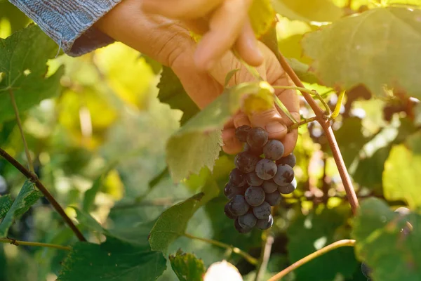 Ženské Vinolog sklizeň hroznů hroznů dvoře — Stock fotografie