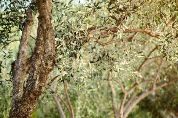 Olivos en huerto — Foto de Stock