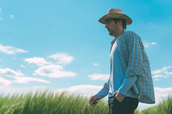 Férfi farmer Búzamező, séta — Stock Fotó