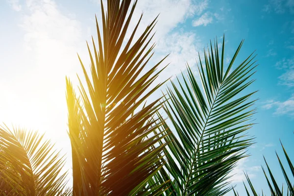 Zielone palmy listowie przeciw błękitne niebo — Zdjęcie stockowe