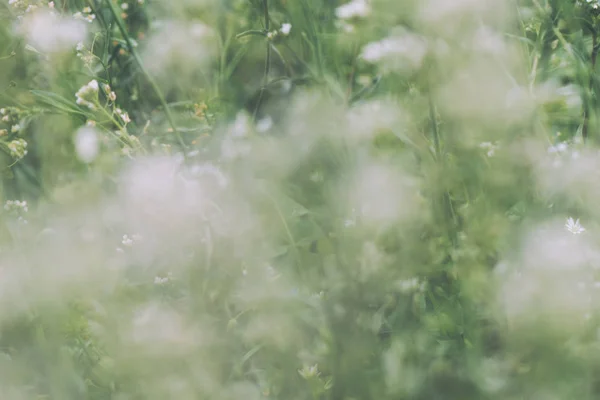 Fundo de grama primavera abstrato com profundidade rasa de campo — Fotografia de Stock