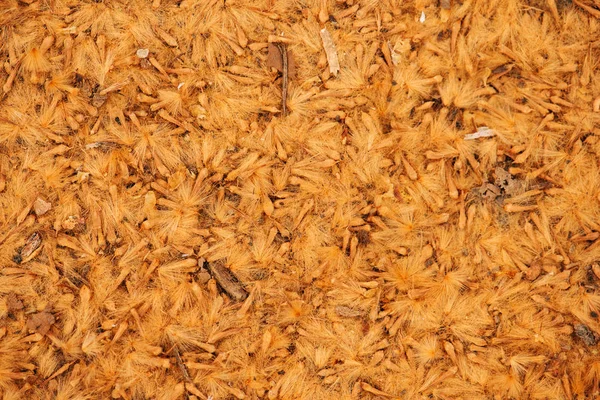 A drift of crushed sycamore seeds — Stock Photo, Image