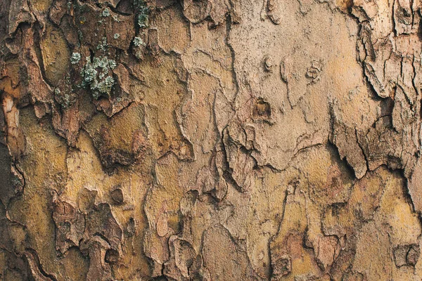 Skorupa Kora drzewa klonowego — Zdjęcie stockowe