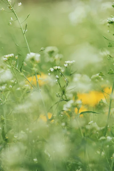 Sezon wiosenny trawa tło z płytkiej głębi ostrości — Zdjęcie stockowe