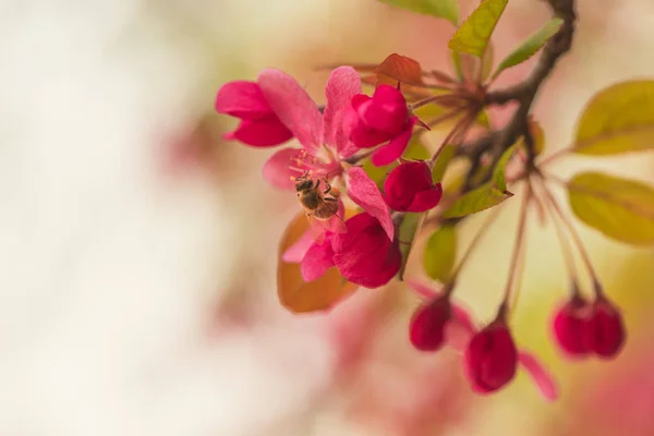 Güzellik doğa, pembe bahar çiçeği ve arı — Stok fotoğraf