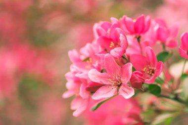 Güzellik, doğa, pembe bahar çiçeği