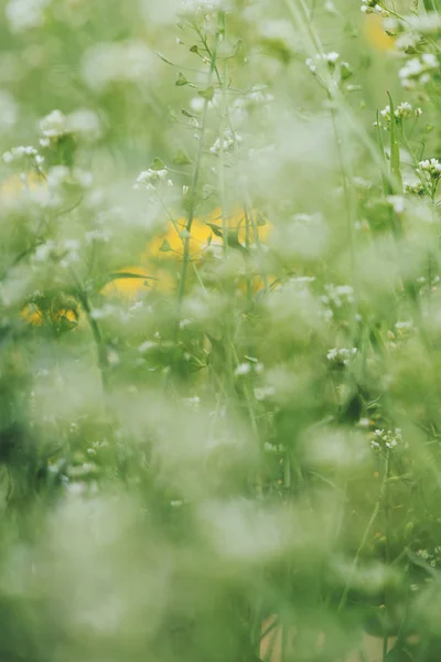 Soyut ilkbahar çimen arka plan ile sığ derinlik-in tarla — Stok fotoğraf
