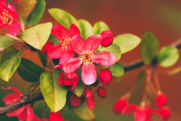 Krása v přírodě, růžové jarní květy — Stock fotografie