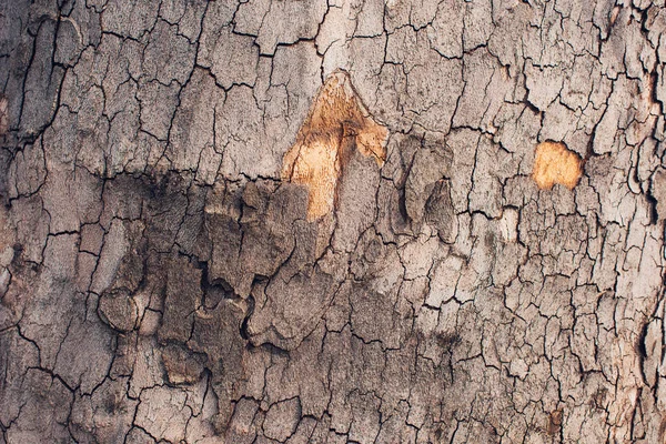 メープル ツリーの樹皮の皮 — ストック写真