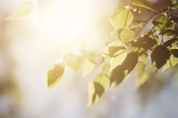 Sonnenlicht in weißen Birkenwipfeln — Stockfoto