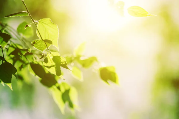 Luce del sole in cima ad un albero di betulla bianca — Foto Stock