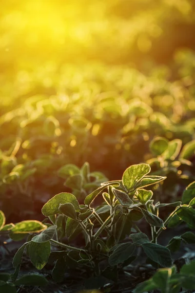 Campo de soja cultivado — Fotografia de Stock