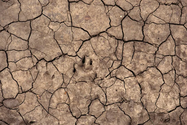 Cracked dry soil ground texture — Stock Photo, Image