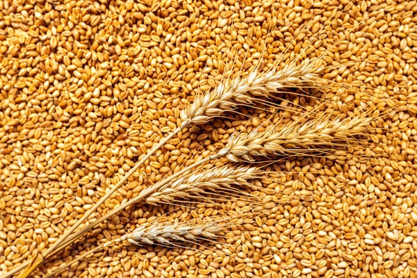 Orelhas de trigo e grãos após a colheita — Fotografia de Stock