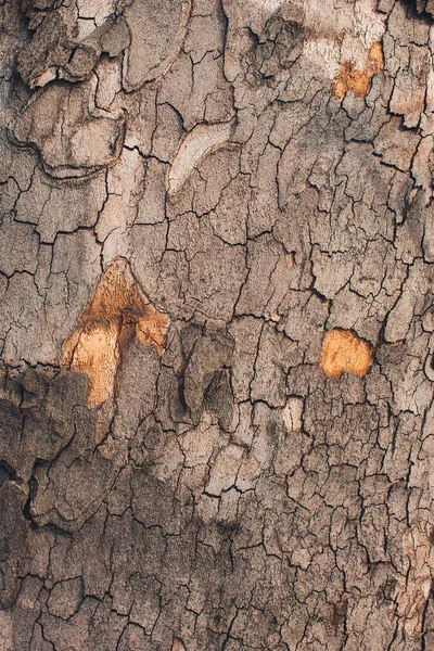 Maple δέντρο φλοιός φλοιός — Φωτογραφία Αρχείου
