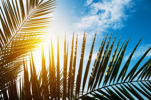 Feuilles de palmier vert contre ciel bleu d'été — Photo