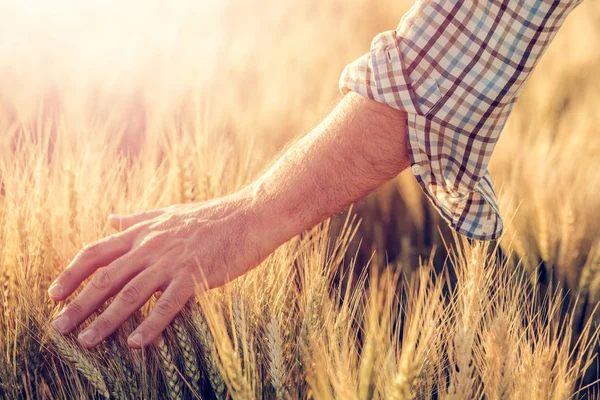 Male farmer touching wheat crop ears in field — Stock Photo, Image