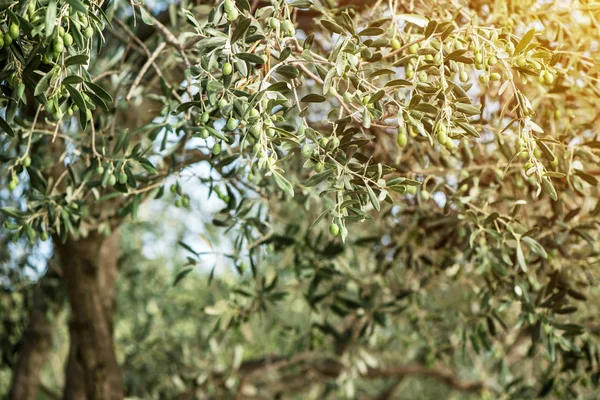 Grüne Olivenbäume — Stockfoto