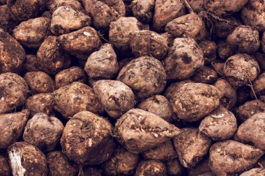 Şeker pancarı hasadı