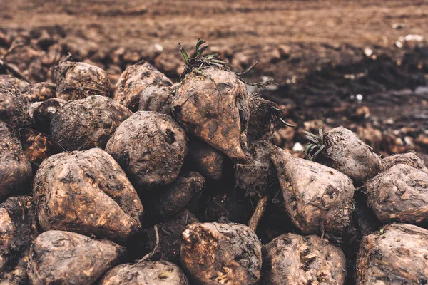 Sugar beet harvest — Stock Photo, Image