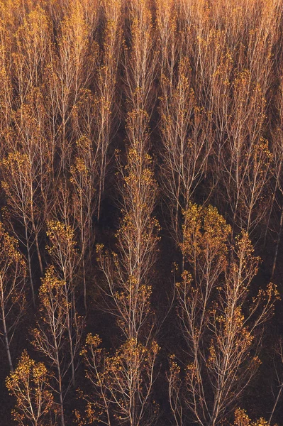 秋の夕日のアスペンの木の森の空中風景 — ストック写真