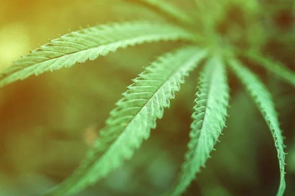 Cannabis sativa folha de perto — Fotografia de Stock