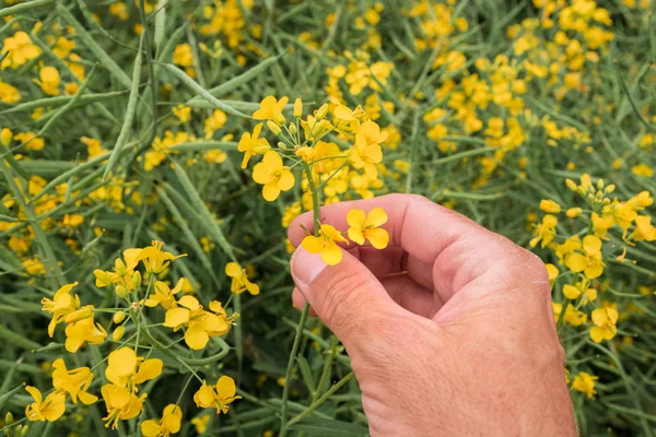 Agronomist checking on blooming rapeseed flower — Stock Photo, Image