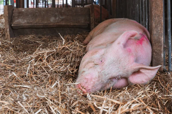 Un porc american din Yorkshire doarme în stilou — Fotografie, imagine de stoc