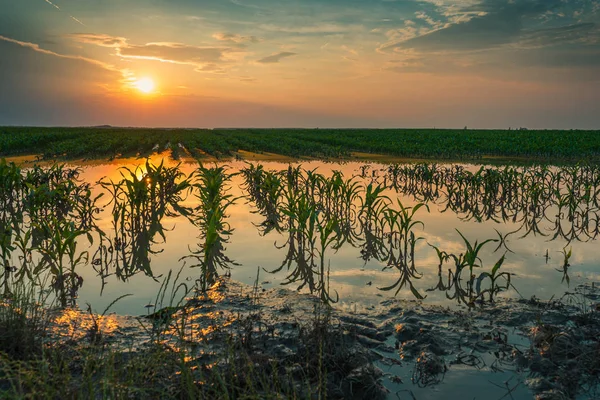 Πλημμυρισμένη φυτεία καλαμποκιού με κατεστραμμένες καλλιέργειες στο ηλιοβασίλεμα — Φωτογραφία Αρχείου