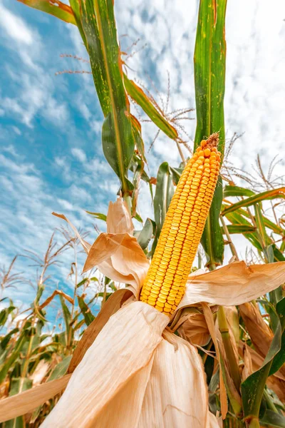 Mais auf dem Maiskolben im Feld — Stockfoto