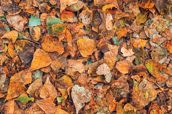 Bétula seca folhas de árvore no chão — Fotografia de Stock