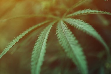 Cannabis sativa leaf close up clipart