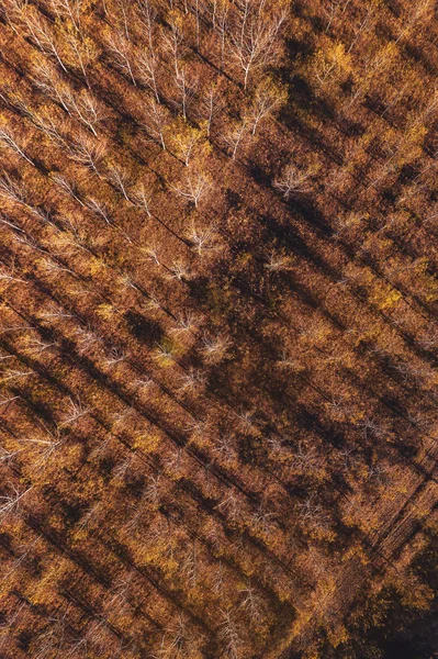 Bovenaanzicht vanuit de lucht op het bos van katoenhout in de herfst — Stockfoto